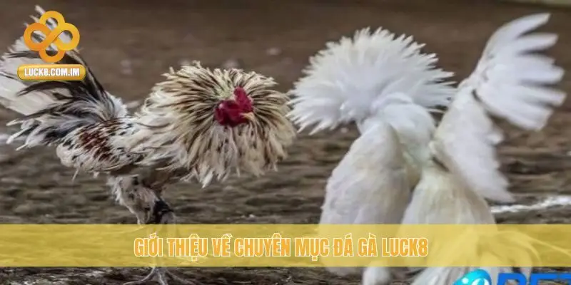 Giới thiệu về chuyên mục đá gà Luck8