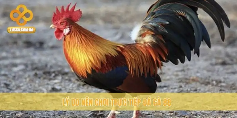 Lý do nên chơi trực tiếp Đá Gà 88